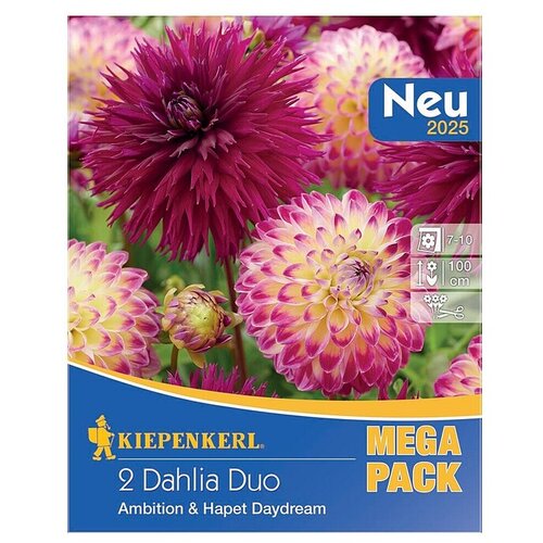 KIEPENKERL Dalija Duo Ambition & Hapet Daydream (Dahlia x Hybrida, Ljubičasta, roza, Broj cvjetnih lukovica: 2 Kom.) Cijene