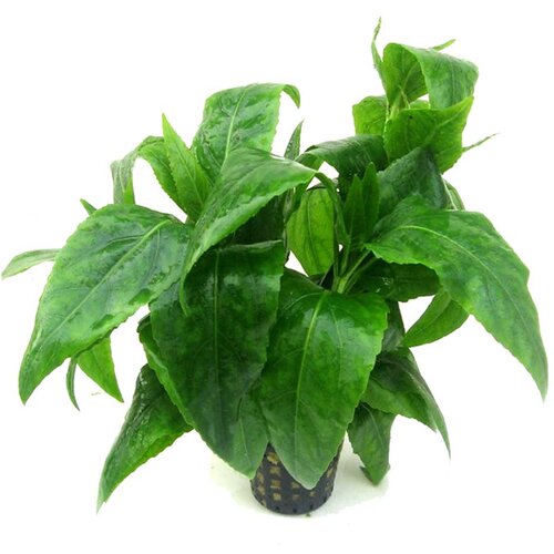 Rainforest Gymnocoronis spilanthoides Cene