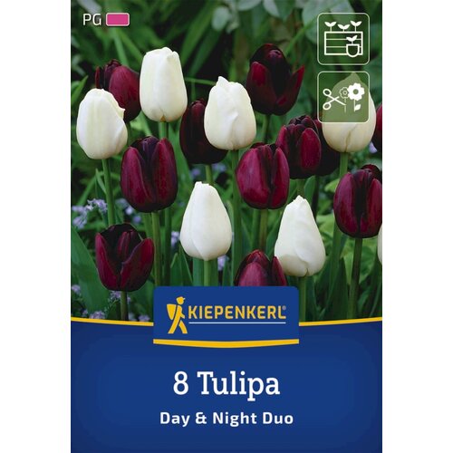 KIEPENKERL Tulpani "Mix Day & Night" - 8 k. Cene