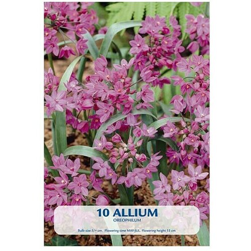  Cvjetne lukovice Allium Oreophillum (Roza, Botanički opis: Allium) Slike