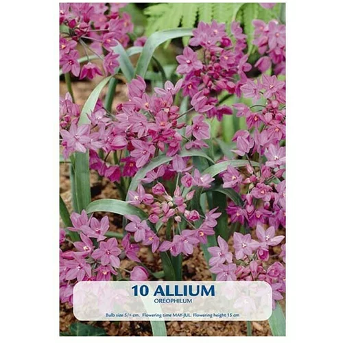  Cvjetne lukovice Allium Oreophillum (Roza, Botanički opis: Allium)