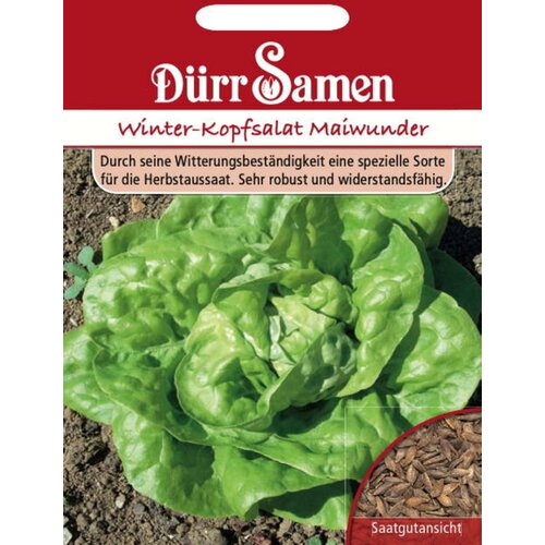  Glavnata solata "Winterkopfsalat Maiwunder" - 1.000 zrn. Cene
