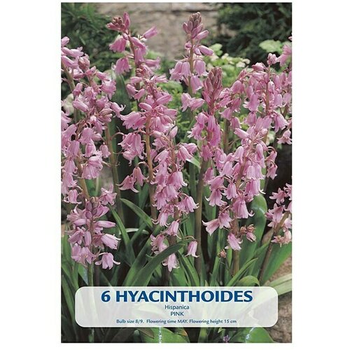  Cvjetne lukovice Hyacinthoides Hispanica Pink (Roza, Botanički opis: Hyacinthoides) Cijene