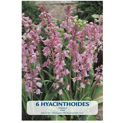  Cvjetne lukovice Hyacinthoides Hispanica Pink (Roza, Botanički opis: Hyacinthoides)