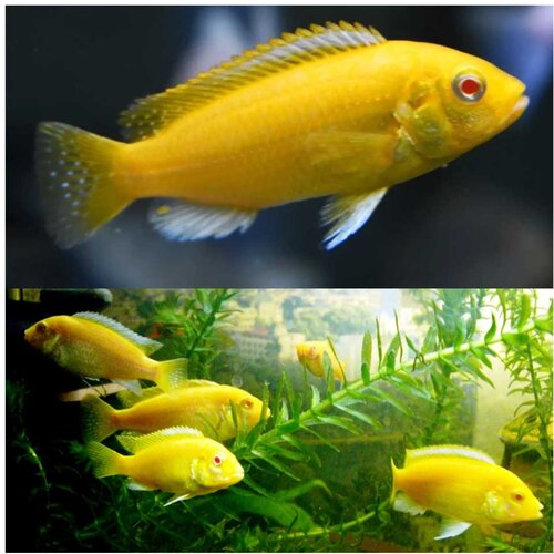 Akvarijum Centar albino electric yellow Cene