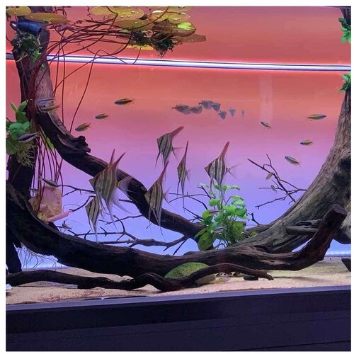  lightscape led pozadina crveno-žuta - cž 75x45 Cene