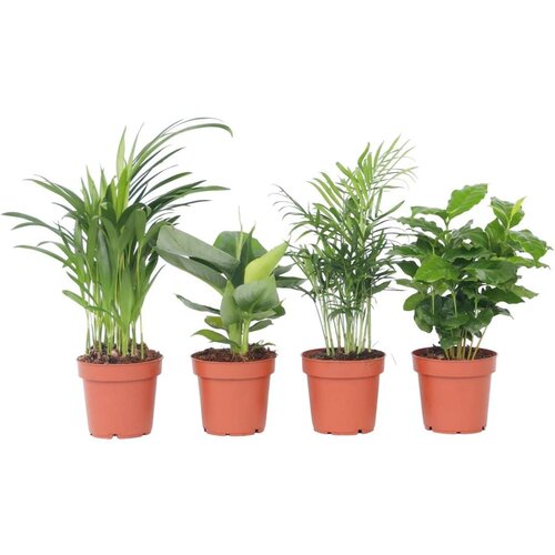 Plant in a Box trendovske sobne rastline - 4 kos - višina 25-40cm - ⌀12cm, (21758220) Cene