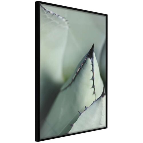  Poster - Young Leaf of Agave 40x60 Cijene
