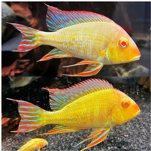 Akvarijum Centar albino red head tapajos Cene
