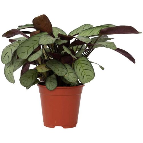 Plant in a Box Marant - Ctenanthe burle-marxii 'Amagris' - Višina 25-35cm - ⌀14cm, (21758306) Cene