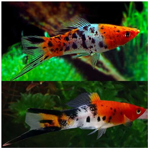 Akvarijum Centar Tricolour koi swordtail Cene
