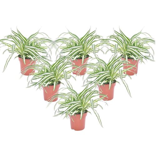 Plant in a Box Rastlina pajek - 6 kos - Chlorophytum comosum 'Atlantic' - V25-40cm - ⌀12cm, (21758327) Cene