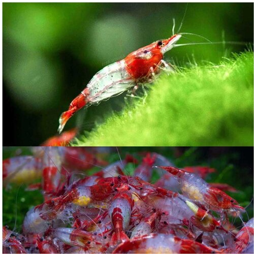 Akvarijum Centar Red rilli shrimp Cene