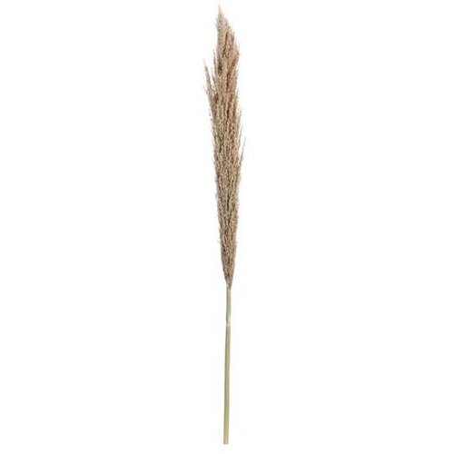  PAMPAS 150CM Cijene