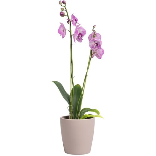  KERAMIČNI NOTRANJI LONEC THALIA 14 CM ANTIČNO ROZA Cene