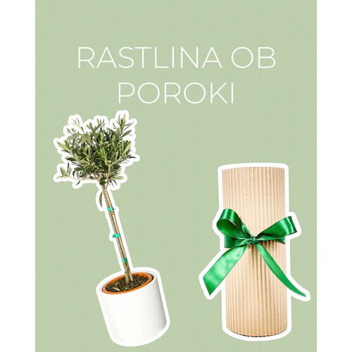 Dzungla plants rastlina ob poroki (oljka l) Cene