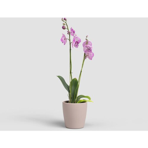  KERAMIČNI NOTRANJI LONEC THALIA 14 CM ANTIČNO ROZA Slike