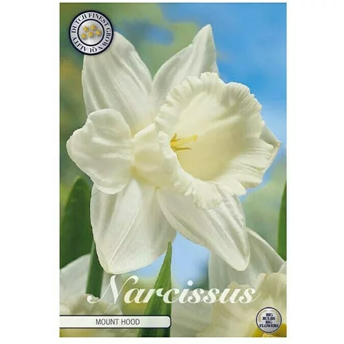  cvjetne lukovice Narcisa large cupped Mount Hood (bijele boje, Botanički opis: Narcissus)
