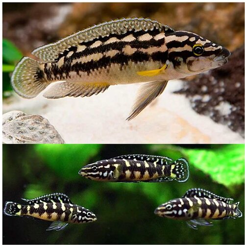 Akvarijum Centar masked julie transcriptus Cene