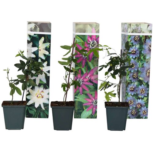 Plant in a Box pasijonka - 3 kos - passiflora hybridum - višina 25-40cm - ⌀9cm, (21757805) Cene