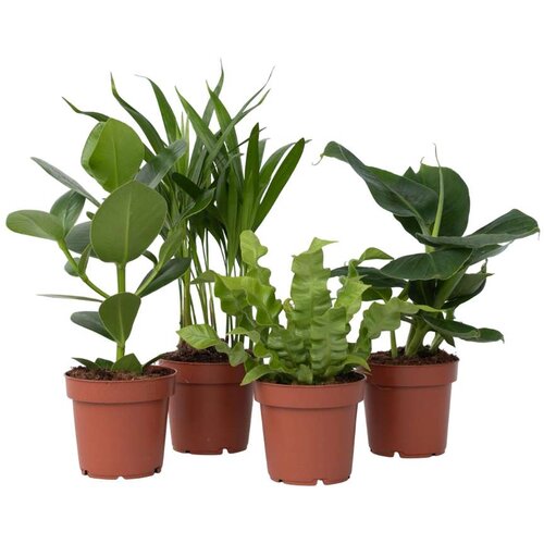 Plant in a Box sobne rastline 'zeleni kvartet' - 4 kos - višina 25-40cm - ⌀12cm, (21757996) Cene