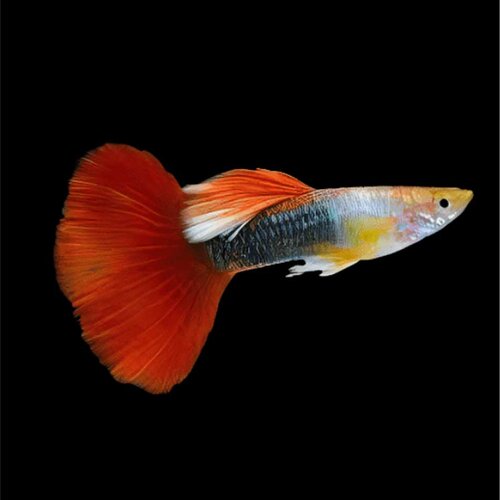 Akvarijum Centar Poecilia reticulata var. - Gupi tuxedo Cene