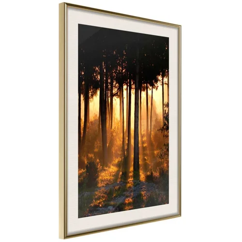  Poster - Dark Tree Tops 30x45