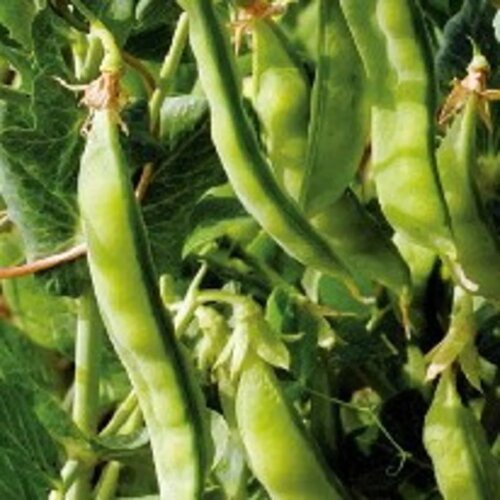 Kokopelli Bio sladkorni grah &bdquo;Norli&ldquo; - 80 g Cene