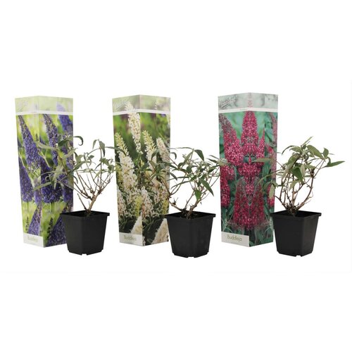 Plant in a Box davidov metuljnik - 3 kos - buddleja davidii - vi&amp;scaron;ina 25-40cm - ⌀9cm, (21757458) Slike