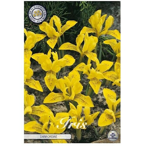  Cvjetne lukovice Iris Hollandica Danfordia (žuta, Botanički opis: Iris) Cijene