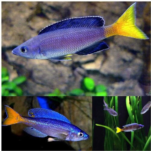 Akvarijum Centar Red tail sardine cichlid Cene
