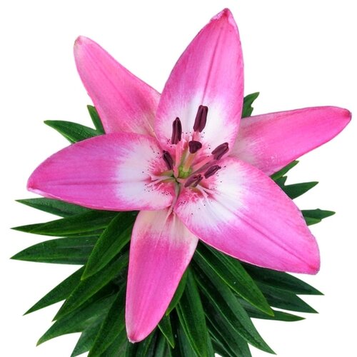 Royal De Ree Lukovica Ljiljan - Lilium Asiatic Pink 2/1 Cene