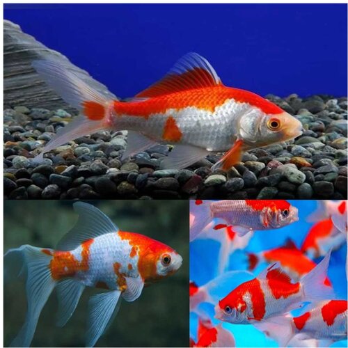 Akvarijum Centar Comet red & white Cene