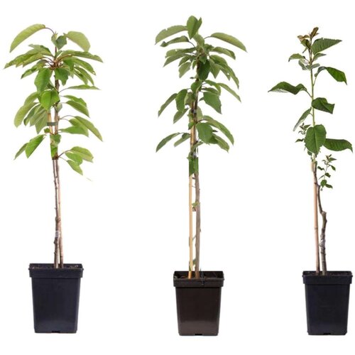 Plant in a Box jablan - 3 kos - malus - višina 60-70cm - ⌀9cm, (21757536) Cene