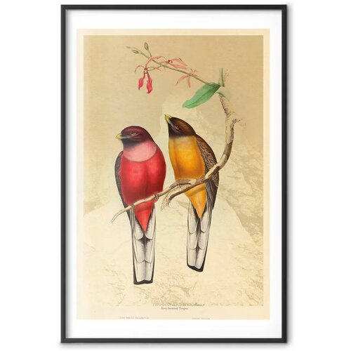  Plakat - Birds on a Branch 60x90 Crni okvir s margom Slike