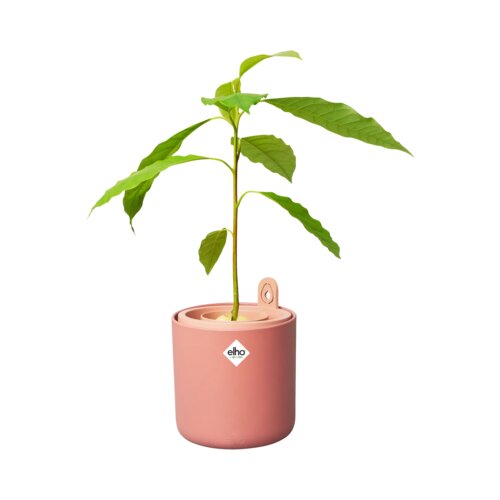 ELHO Lonec za gojenje avokada "amazing avocado pot" - Toffee terra Cene