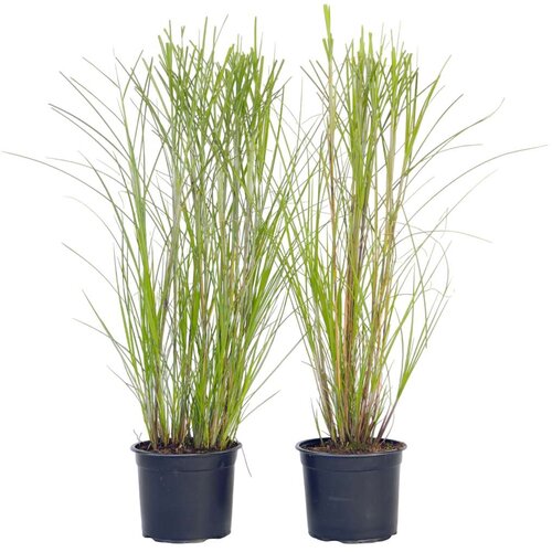 Plant in a Box kitajski trstikovec - 2 kos - miscanthus &amp;#039;gracillimus&amp;#039; - vi&amp;scaron;ina 40-60cm - ⌀23cm, (21757479) Slike