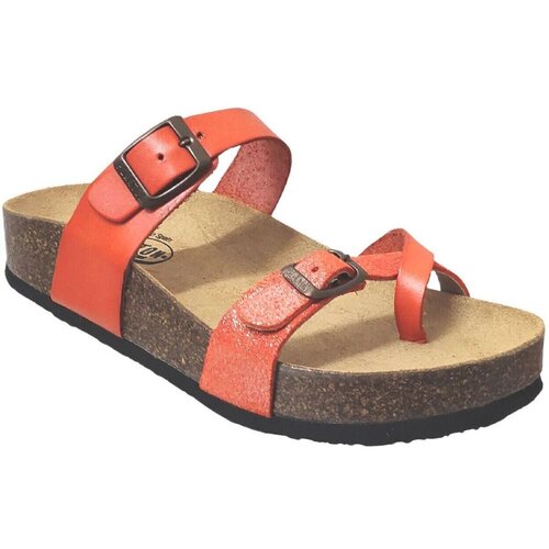 Plakton Japonke Cp bombay Oranžna Cene