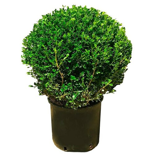  Buxus (Buxus microphylla 'Faulkner', Volumen tegle: 12 l, Trenutna visina rasta: 50 cm) Cijene