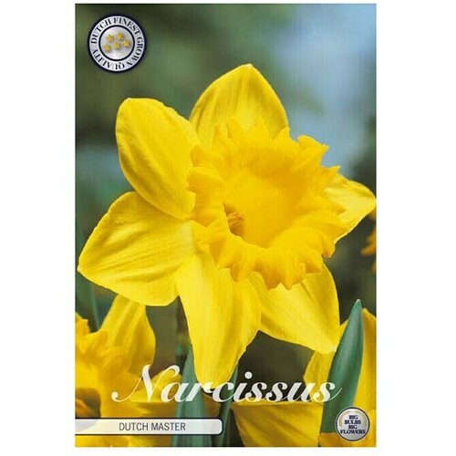  Cvjetne lukovice Narcisa large cupped Dutch Master (Žuta, Botanički opis: Narcissus) Slike