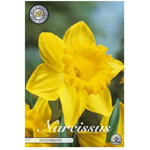  cvjetne lukovice Narcisa large cupped Dutch Master (Žuta, Botanički opis: Narcissus)