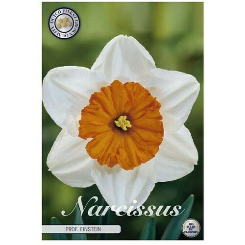  Cvjetne lukovice Narcisa Prof Einstein (Bijela, Botanički opis: Narcissus) Slike
