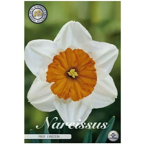  cvjetne lukovice Narcisa Prof Einstein (Bijela, Botanički opis: Narcissus)
