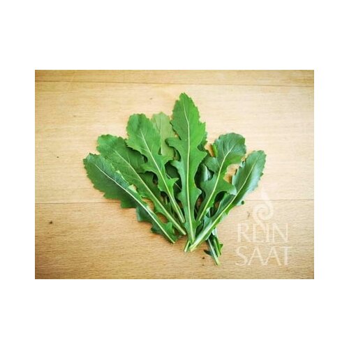 ReinSaat Rukola Wasabi Cene