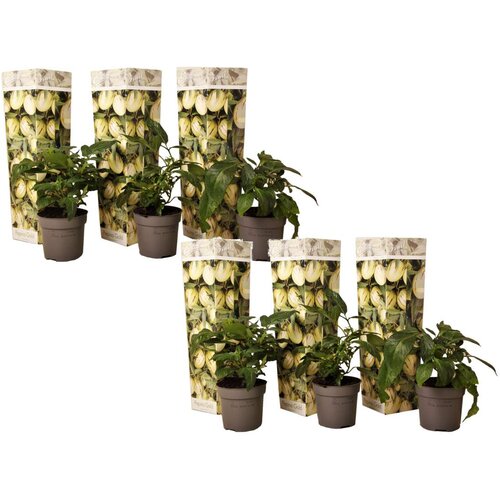 Plant in a Box pepino - 6 kos - solanum muricatum 'pepino gold' - višina 25-40cm - ⌀9cm, (21778555) Cene