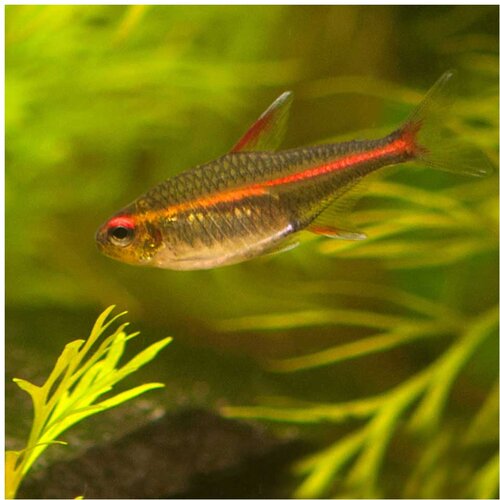 Akvarijum Centar hemigrammus erythrozonus - gracilis tetra Cene