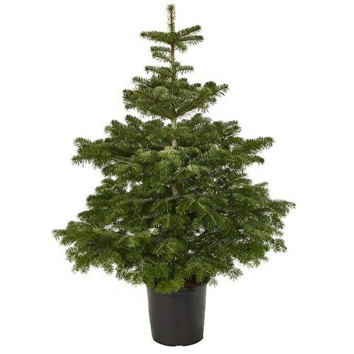  Nordijska jela (Trenutna visina rasta: 60 cm - 80 cm, Rast u posudi, Veličina tegle: 8 l) Cijene
