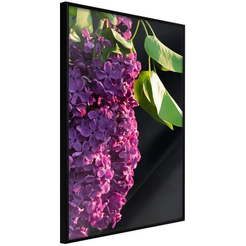  Poster - Violet May 30x45