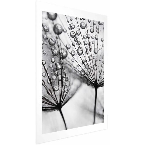  Plakat Macro Dew 21x30 Cijene