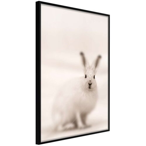  Poster - Curious Rabbit 20x30 Slike